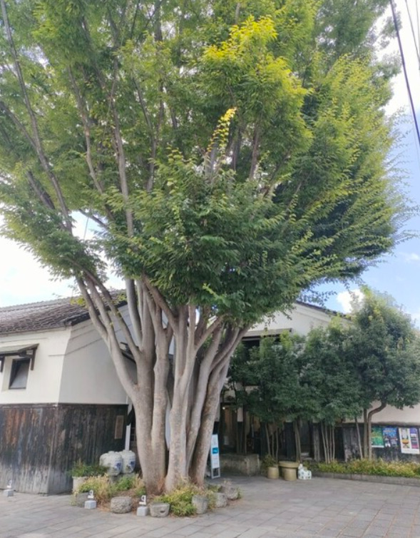 カフェリンクの外観